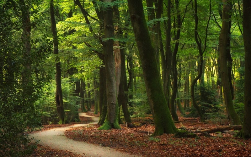 landscape, tranquility, growth, tree, trunk, land, non-urban scene, idyllic, tree trunk, leaves, leaf, 720P, road, day, path, outdoors, trees, tranquil scene