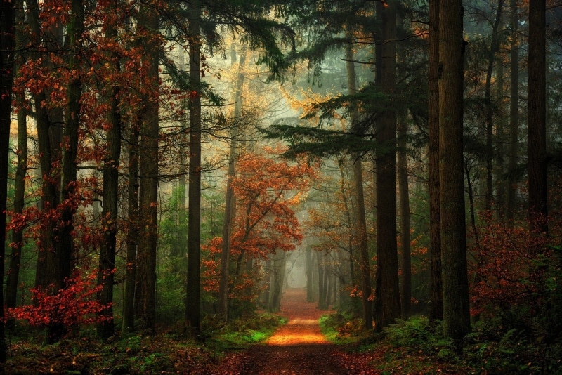 growth, idyllic, lights, scenics, no People, footpath, branch, outdoors, light - Natural Phenomenon, plant, landscape, tree trunk, orange Color, bush, tree