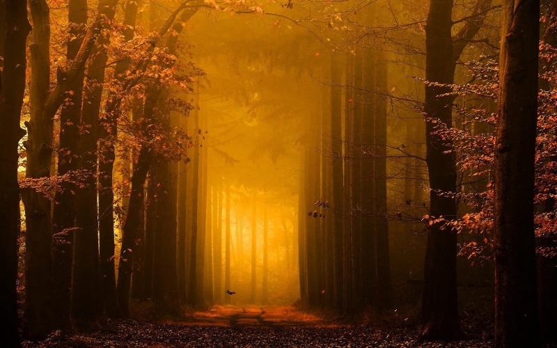 spooky, multi Colored, path, landscape, fairy tale, autumn collection, branch, dark, leaf, october, footpath, dusk, sunbeam, red, tranquil Scene, illuminated