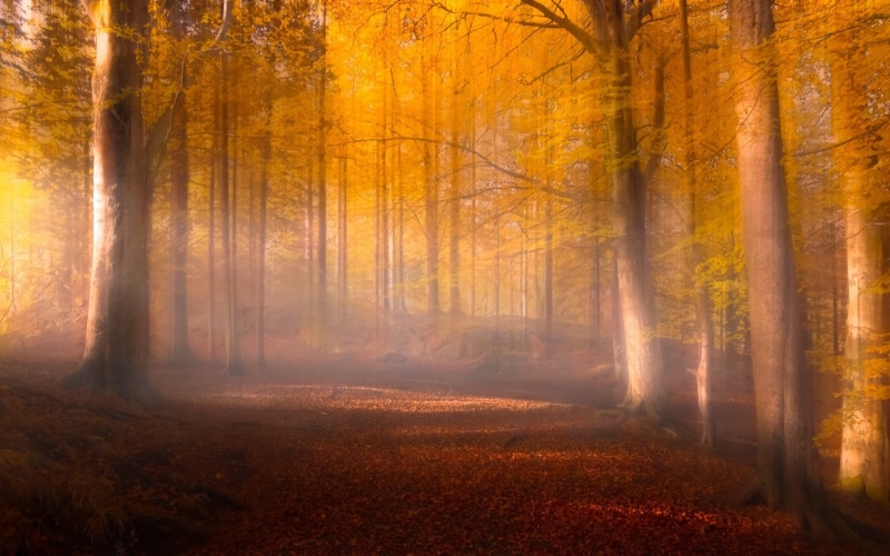 autumn, gold Colored, season, scenics, nature, land, photo, leaves, non-Urban Scene, mystery, october, magic, beauty In Nature, sun, brown, sunlight, fall