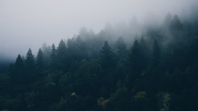 fog, green color, day, growth, leafed, green, trees, 1080P, pine woodland, no people, pine tree, tranquility, woodland, non-urban scene, tranquil scene