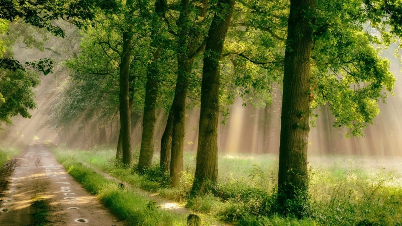 footpath, tranquil scene, green color, mist, rain, tranquility, sunlight, tree, leafed, forest, land, environment, road, nature, plant, tree trunk, trees