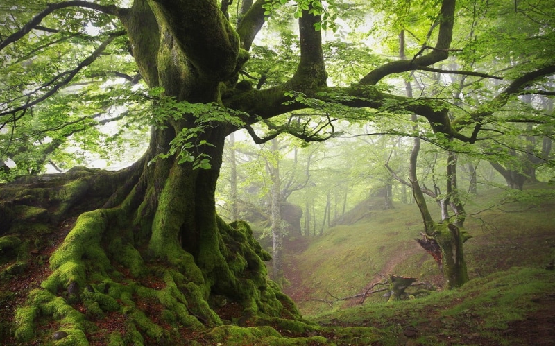 tranquility, woodland, scenics - nature, 480P, branch, moss, mist, plant, growth, nature, landscape, no people, green, forest, tree, hills, lush foliage