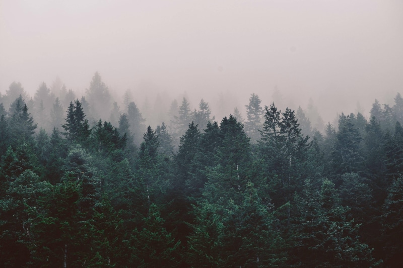 tree, landscape, non-urban scene, growth, land, photography, scenics - nature, pine woodland, sky, tranquil scene, plant, pine tree, leafed, day, fog, trees
