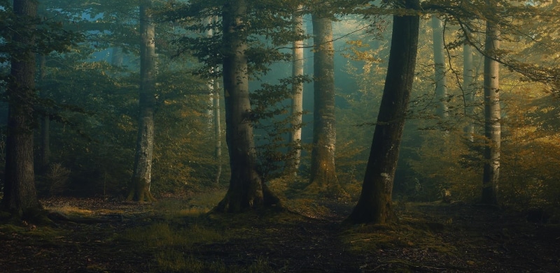 trees, plant, sunbeam, spring, dawn, green Color, sunset, spooky, mist, autumn, branch, beauty In Nature, green, yellow, fog, no People, light - Natural Phenomenon