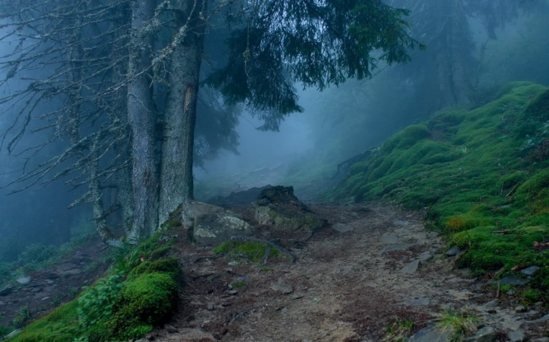 tree, scenics - nature, mountain, path, beauty in nature, outdoors, fog, land, 480P, trees, hazy, landscape, no people, mist, tranquility, hills, growth