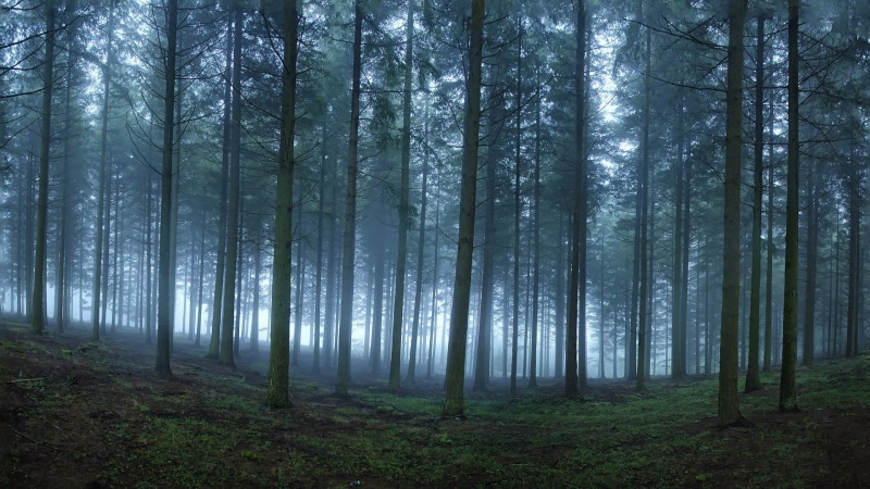 forest, trunk, green color, tree trunk, trees, mist, leafed, landscape, morning, no people, nature, day, bamboo - plant, beauty in nature, pine woodland