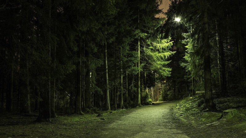 no People, sunlight, green, trees, scenics - nature, park - Man Made Space, trunk, beauty In Nature, bamboo - plant, environment, pine trees, branch, lights
