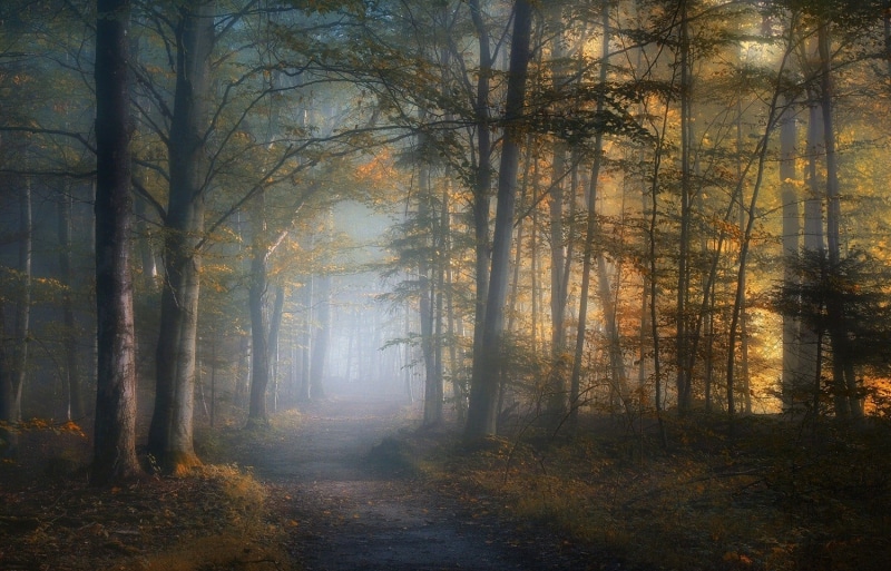 mist, vibrant Color, dusk, fantasy, bright, environment, non-Urban Scene, tranquil Scene, autumn collection, autumn, dawn, backgrounds, forest, sun