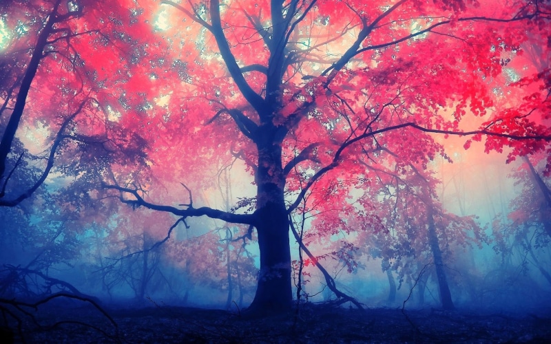bright, backgrounds, fog, beauty In Nature, landscape, sunset, light - Natural Phenomenon, leaf, mystery, magic, day, change, colors, sky, dark, autumn collection