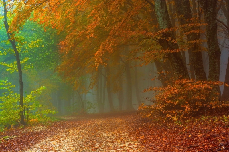 orange, tranquility, red, bright, color Image, sunbeam, backgrounds, beauty In Nature, trees, falling, orange Color, vibrant Color, yellow, bush, park - Man Made Space
