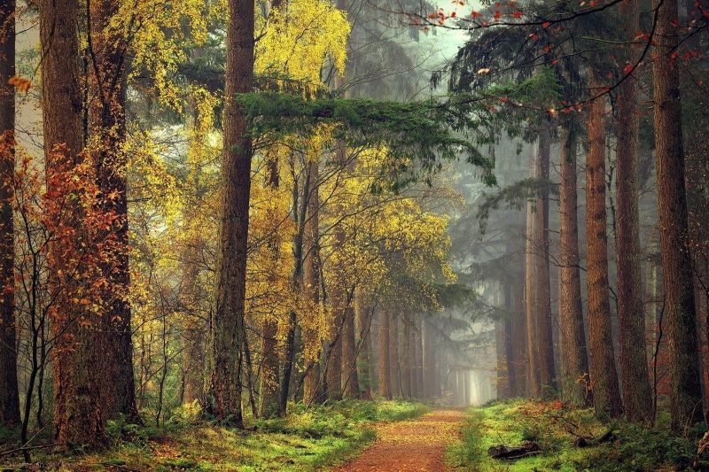 non-Urban Scene, yellow, 720P, green, scenics, day, lush Foliage, land, light - Natural Phenomenon, tree Trunk, tree, color Image, mist, vibrant Color