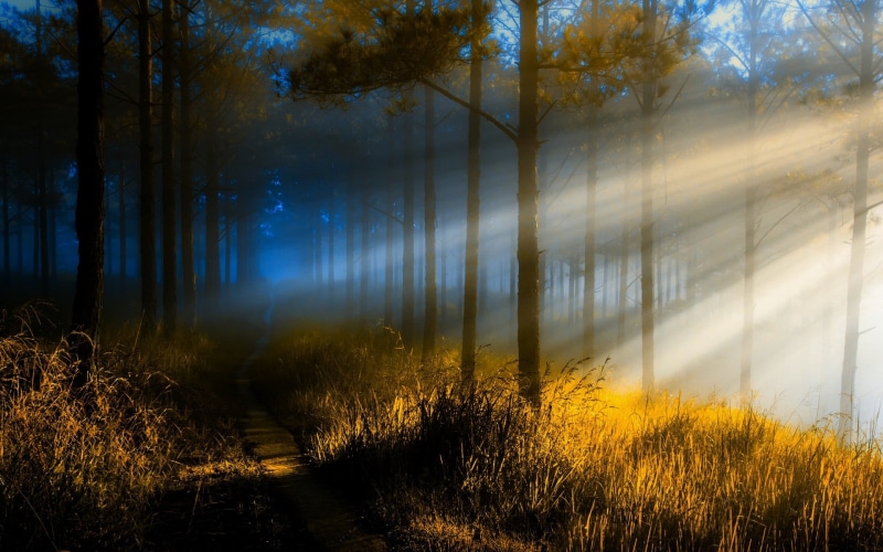 woodland, trunk, grass, sun rays, bare, landscape, trees, nature, plant, fog, land, no people, mist, tranquil scene, sunlight, non-urban scene, tree trunk