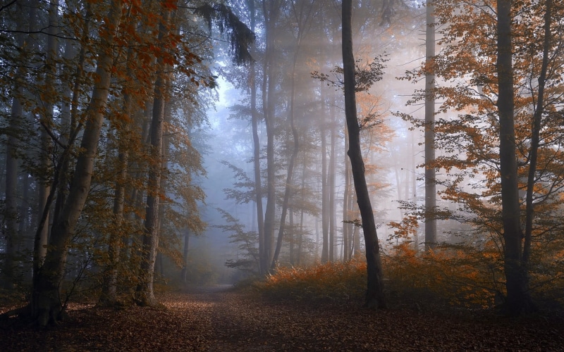 outdoors, day, multi Colored, rural Scene, beauty In Nature, fall, colors, fog, fantasy, scenics - nature, light - Natural Phenomenon, yellow, brown, october