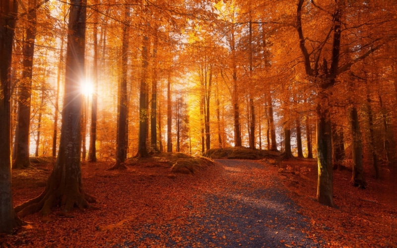sunrise - Dawn, multi Colored, branch, beauty In Nature, mystery, passing, leaf, scenics, bright, woodland, forest, outdoors, morning, autumn, scenics - nature