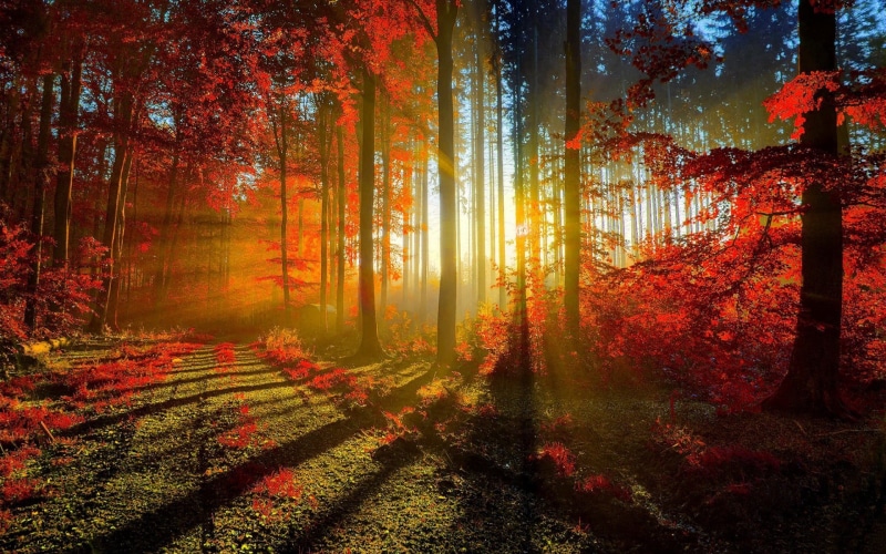 1080P, nature, non-urban scene, no people, tree, autumn, idyllic, scenics - nature, streaming, tranquility, fall, dappled sunlight, woodland, growth, orange color