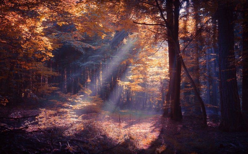 plant, trunk, footpath, sunrise - Dawn, orange, environment, october, leaves, rays, bush, fall, morning, tranquil Scene, night, change, bright, sunbeam