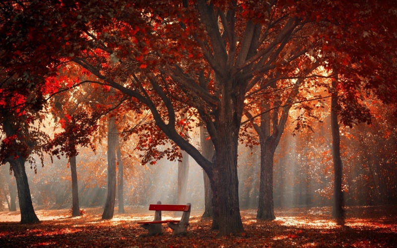 orange Color, scenics - nature, tree trunk, maple Tree, rays, gold Colored, autumn collection, tranquil Scene, brown, red, park - Man Made Space, sunlight