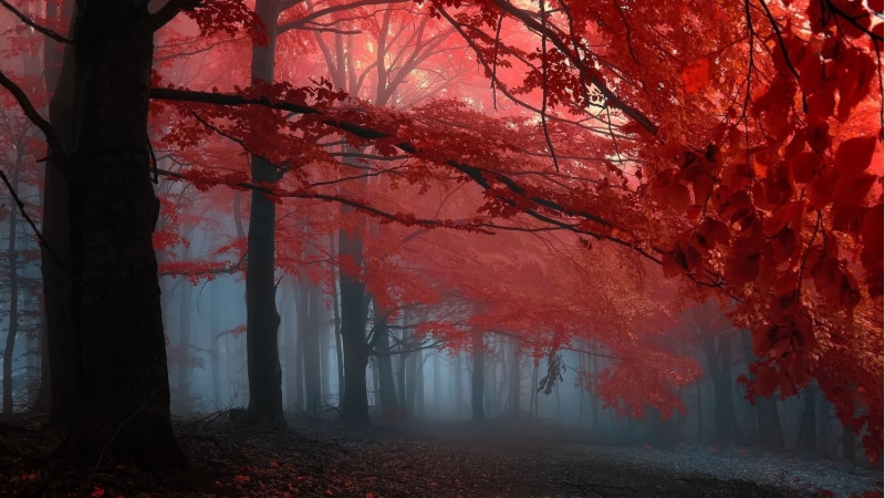 1080P, branch, mist, horror, tree trunk, illustration, orange Color, growth, black, autumn collection, trees, scenics, nature, beauty In Nature, scenics - nature