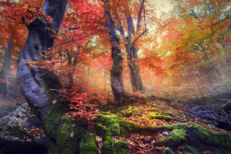 bush, mystery, trees, maple Tree, mist, forest, land, beauty In Nature, light - Natural Phenomenon, scenics, moss, 1080P, colorful, tranquil Scene, trunk