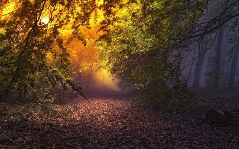 lush Foliage, spooky, dark, colors, path, nature, atmosphere, morning, gold Colored, leaves, park - Man Made Space, trees, land, tranquility, branch, scenics - nature