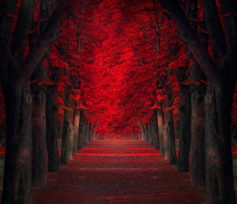 park, mystery, no People, woodland, footpath, leaves, autumn, single Lane Road, change, the way forward, nature, october, outdoors, treelined, rural Scene