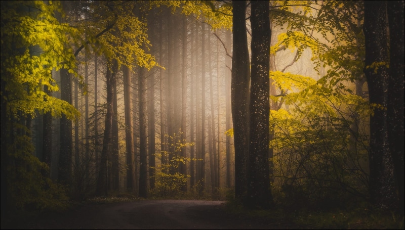 light - Natural Phenomenon, yellow, fantasy, trunk, gold Colored, colors, lush Foliage, sunlight, scenics - nature, leaf, growth, spooky, woodland, land