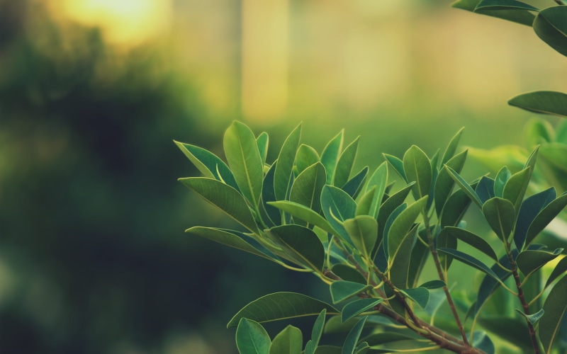 backgrounds, plants, depth of field, close-up, season, tree, beauty In Nature, outdoors, forest, green, vulnerability, nature, field, organic, lush Foliage