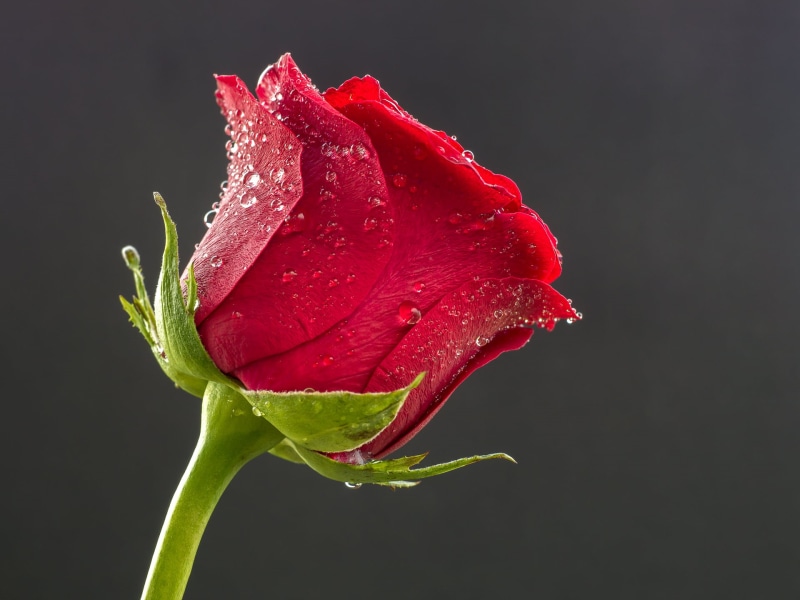 selective, close-up, red rose, nature, beauty In Nature, F2.8, red, DN, flower, Sigma, petal, single Flower, Blume, rose, freshness, plant, flower Head