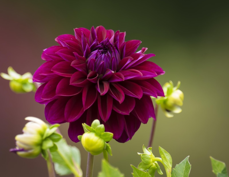 close-up, bokeh, petaled, flower Head, summer, color, red, purple, petal, dahlia, cluster, nature, beauty In Nature, plant, close, flower, 4K, longwood  gardens