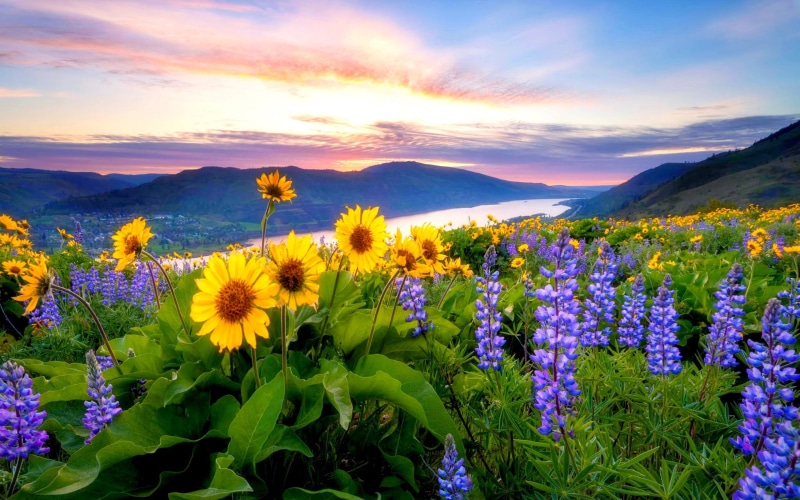 land, beauty in nature, ornamental garden, freshness, cloud - sky, flowerbed, no people, sunset, nature, fragility, desktop, multi colored, scenics - nature