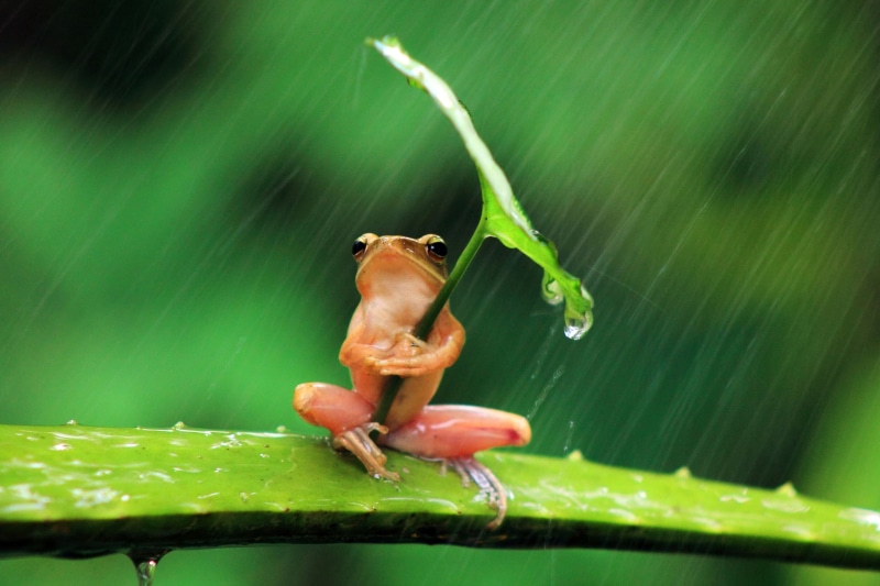 day, leaf, tropical Rainforest, invertebrate, photography, tree Frog, looking, close-up, plant, backgrounds, wildlife, animals In The Wild, red, animal themes