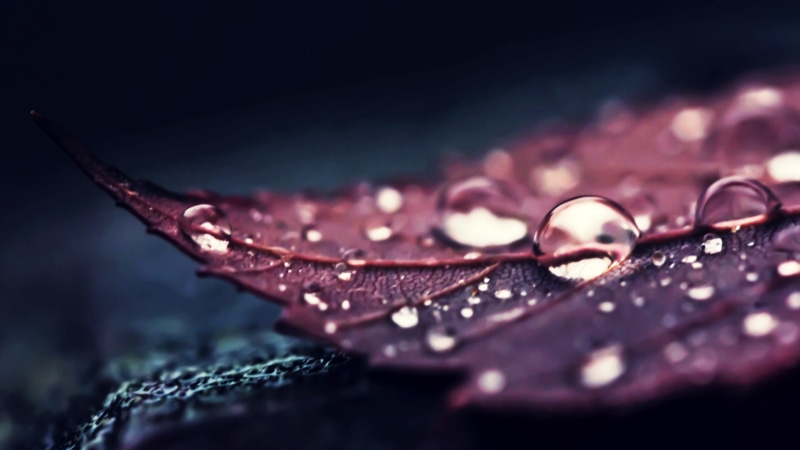 fashion, 4K, jewelry, studio shot, sea, macro, beauty In Nature, plant, water, leaf, selective focus, close-up, leaves, plants, liquid, backgrounds, dew