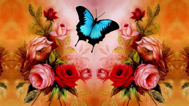 photoshop, pink, blue, 1080P, butterfly, 3d and abstract, flowers, rose, cute, pretty, beautiful, roses