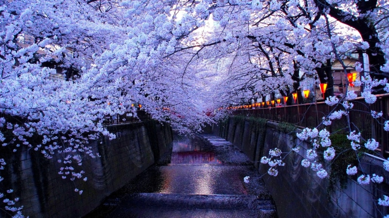 tree, blossom, river, water, cherry tree, branch, tokyo, flowery, spring, flower, flowering plant, japan, 1080P, cherry blossom, meguro river