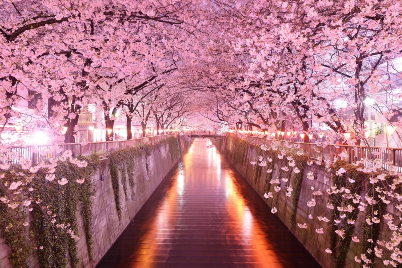 cherry tree, flowering, built structure, growth, springtime, freshness, flower, outdoors, trees, no people, blossom, canal, tree, pink, beauty in nature