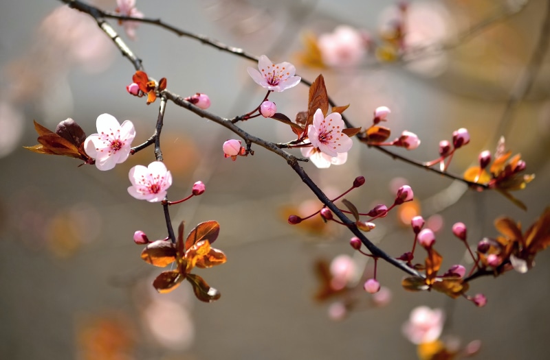 leaf, april, nature, defocused, 8K, Sakura, branch, white, branches, beauty In Nature, backgrounds, fragility, japan, day, spring, season, flower, cherry tree