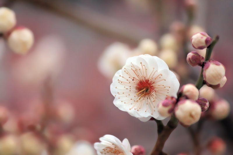 Cherry Blossom, photography, branch, plant, flower Head, blossom, nature, flower, texture, close-up, cherry, 5K, white, to use, spring, petal, tree, pink Color