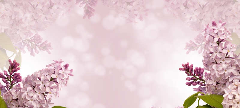 branch, holiday, white, flowers, freshness, cherry tree, spring background, vulnerability, color, pastel colored, lilac, close-up, bloom, illustration