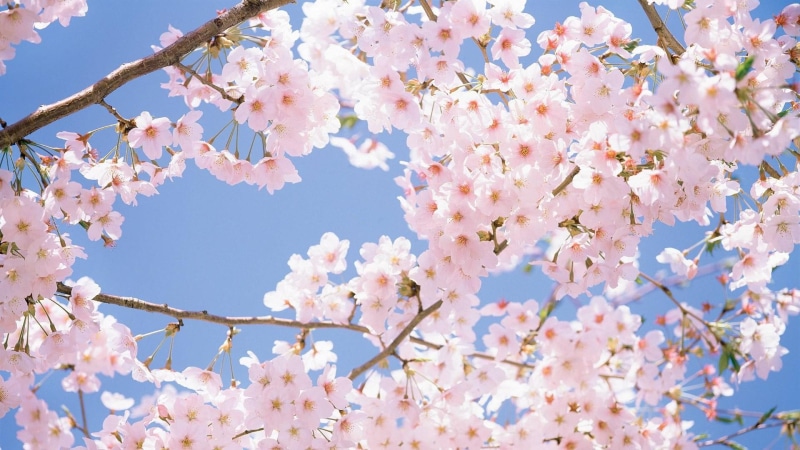 sunny, sky, japan cherry, 1080P, sunlight, sakura blossom, plant, cherry blossom, sakura, cherry, flower, blossom, spring