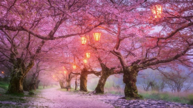 asia, tree alley, japan, iwakuni, spring, april, blossom, pathway, cherry blossom, 1080P, nature, path, alley, lantern, nishiki river, lanterns, romantic