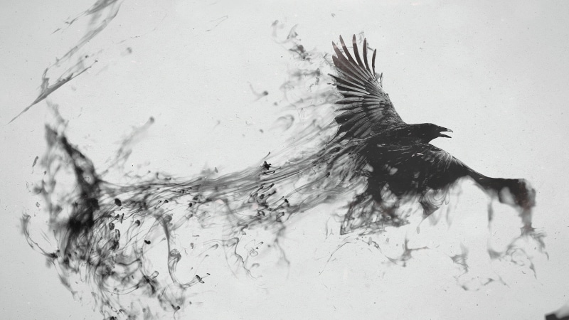 motion, mid-air, black white, abstract, animal wildlife, nature, aggression, bird, artwork, black And White, smoke, flying, 1080P, dissolving, creativity