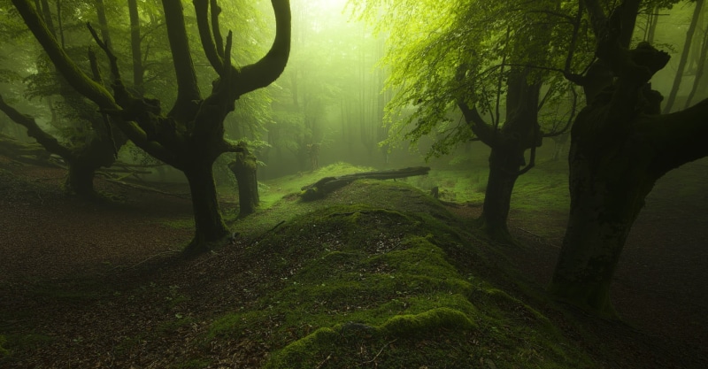 1080P, leaves, growth, sunlight, backgrounds, trunk, non-Urban Scene, branch, fantasy, park - Man Made Space, environment, tree trunk, outdoors, light - Natural Phenomenon