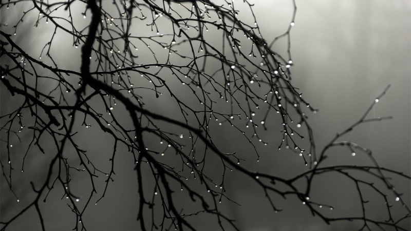 no people, beauty in nature, rain, outdoors, trees, depth of field, dead plant, photography, focus, branch, selective focus, focus on foreground, wet, sky