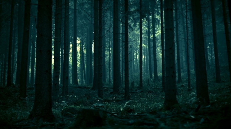 growth, tree, dead trees, remote, environment, trunk, forest, woodland, dark, no people, landscape, tree trunk, beauty in nature, tranquil scene, non-urban scene