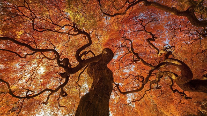 outdoors, yellow, fall, park - Man Made Space, season, bark, plant, tree, colors, branch, leaf, scenics - nature, 1080P, dead plant, tree Trunk, orange