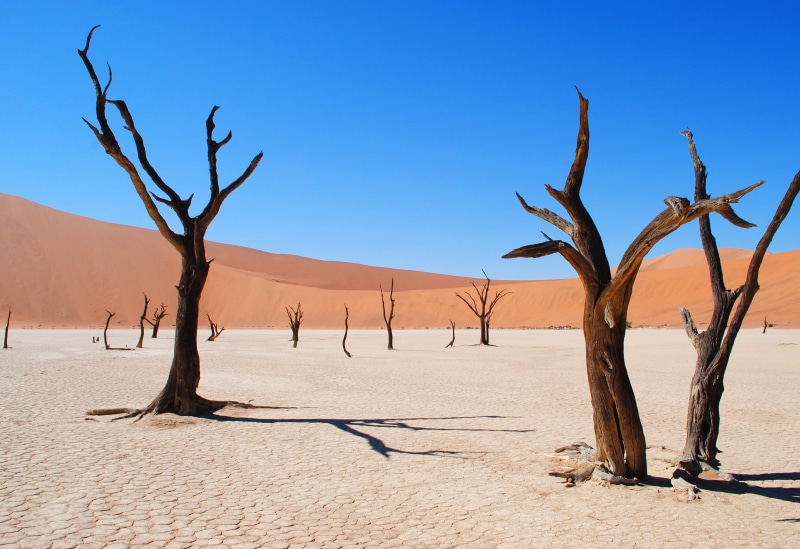 dry, desert, scenics - nature, outdoors, 2K, scenics, dead vlei, arid climate, no people, trees, environment, sky, namib, land, tree, namibia, sand dune