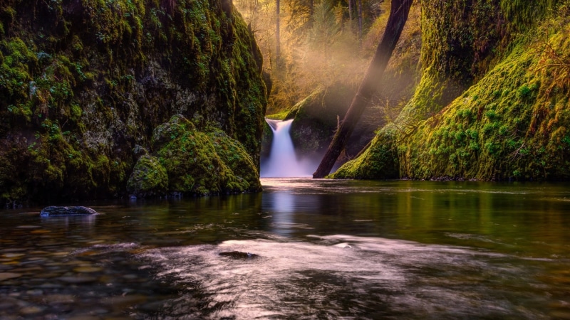 reflection, water, stones, day, long exposure, landscape, idyllic, rock, dead trees, nature, forest, motion, non-urban scene, trees, tree, no people, tranquility