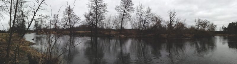 8K, dead trees, leaves, ultra-wide, moss, photography, river, forest, water, landscape, ultrawide, nature, Poland