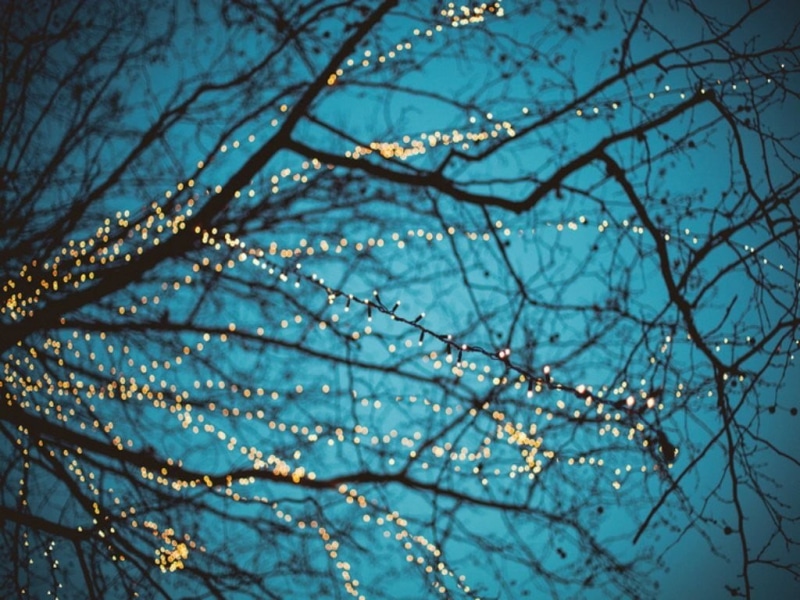 illuminated, beauty in nature, forest, lights, tranquility, season, outdoors, bokeh, backgrounds, branches, focus on foreground, tree, no People, 480P
